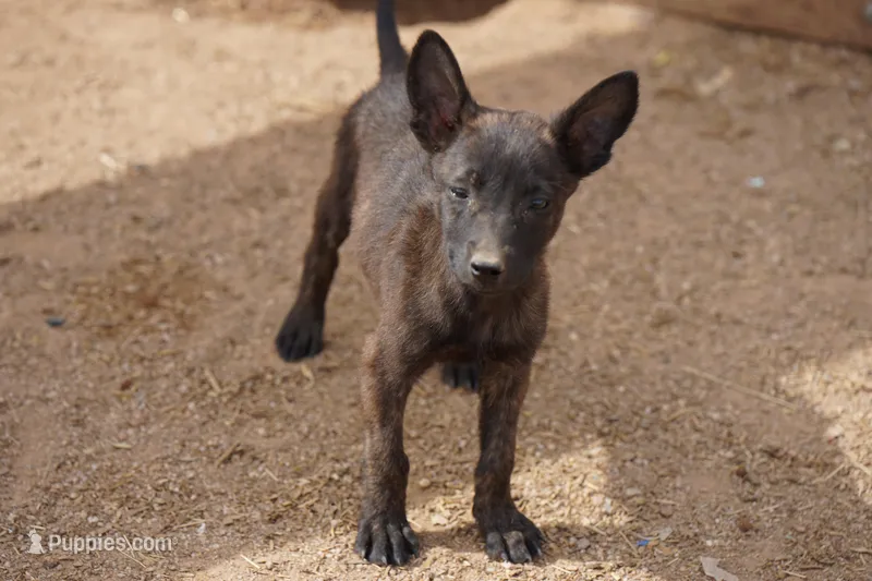 Dutchie F – Dutch Shepherd puppy for sale in Maricopa, AZ