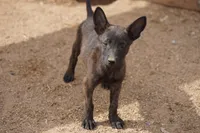 Dutchie F, a female Dutch Shepherd for sale in Maricopa, AZ – 1 of 10