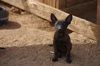 Dutchie F, a female Dutch Shepherd for sale in Maricopa, AZ – 6 of 10