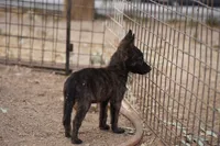 Dutchie F, a female Dutch Shepherd for sale in Maricopa, AZ – 9 of 10