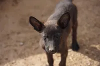 Dutchie F, a female Dutch Shepherd for sale in Maricopa, AZ – 3 of 10