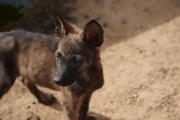 Dutchie F, a female Dutch Shepherd for sale in Maricopa, AZ – 4 of 10