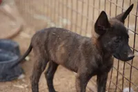 Dutchie F, a female Dutch Shepherd for sale in Maricopa, AZ – 5 of 10
