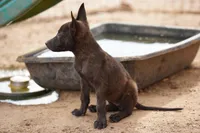 Dutchie F, a female Dutch Shepherd for sale in Maricopa, AZ – 7 of 10