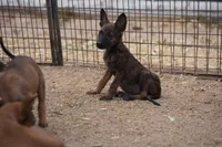 Dutchie F, a female Dutch Shepherd for sale in Maricopa, AZ – 8 of 10