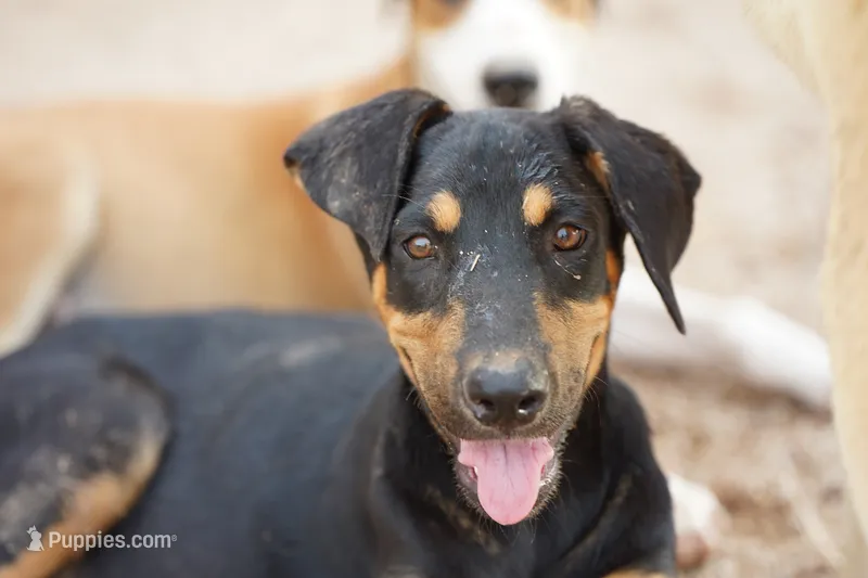 Doberdane Blk/Rst F – Doberman Pinscher, Great Dane puppy for sale in Maricopa, AZ