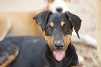 Doberdane Blk/Rst F, a female Doberman Pinscher and Great Dane for sale in Maricopa, AZ – 1 of 10