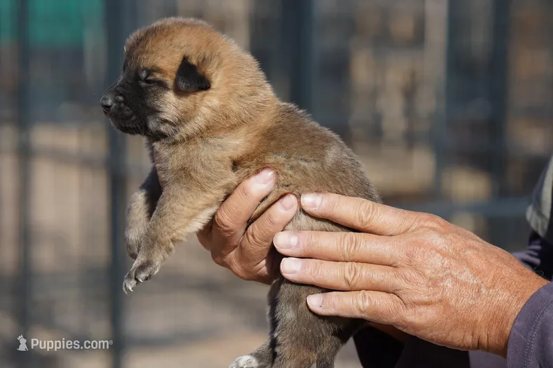 Mali Reddish F – Belgian Malinois puppy for sale in Maricopa, AZ