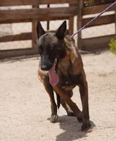 Mali Reddish F, a female Belgian Malinois for sale in Maricopa, AZ – Photo 3 of 3