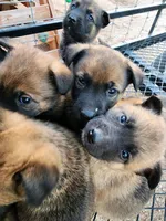 Mali Reddish F, a female Belgian Malinois for sale in Maricopa, AZ – Photo 2 of 3