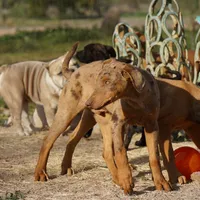 Doberdane Merle M, a male Doberman Pinscher and Great Dane for sale in Maricopa, AZ – Photo 6 of 10