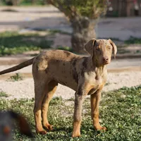Doberdane Merle M, a male Doberman Pinscher and Great Dane for sale in Maricopa, AZ – Photo 7 of 10