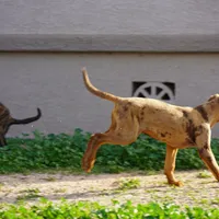 Doberdane Merle M, a male Doberman Pinscher and Great Dane for sale in Maricopa, AZ – Photo 2 of 10