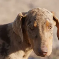 Doberdane Merle M, a male Doberman Pinscher and Great Dane for sale in Maricopa, AZ – Photo 5 of 10