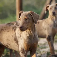 Doberdane Merle M, a male Doberman Pinscher and Great Dane for sale in Maricopa, AZ – Photo 1 of 10