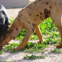 Doberdane Merle M, a male Doberman Pinscher and Great Dane for sale in Maricopa, AZ – Photo 3 of 10
