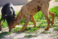 processed/62ef5f7d-774d-459e-8c5f-d063c1a1778f/listing/c7b94e31-6f77-4449-b1b9-5144c5b571ac/a45e85aa-5c73-47e2-9ecd-299a9d979b86