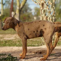 Doberdane Merle M, a male Doberman Pinscher and Great Dane for sale in Maricopa, AZ – Photo 9 of 10