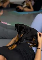 Diabla Blk F, a female Doberman Pinscher for sale in Maricopa, AZ – 9 of 10