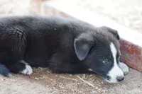 McNabsky F blu eye, a female Siberian Husky and McNab Shepherd for sale in Maricopa, AZ – 6 of 10