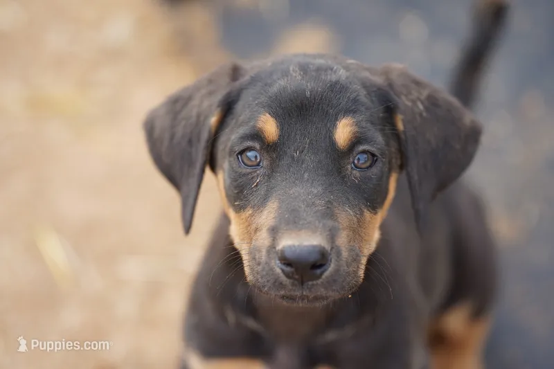 Doberdane Blk/Rst F – Doberman Pinscher, Great Dane puppy for sale in Maricopa, AZ