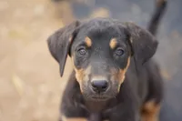 Doberdane Blk/Rst F, a female Doberman Pinscher and Great Dane for sale in Maricopa, AZ – 1 of 10
