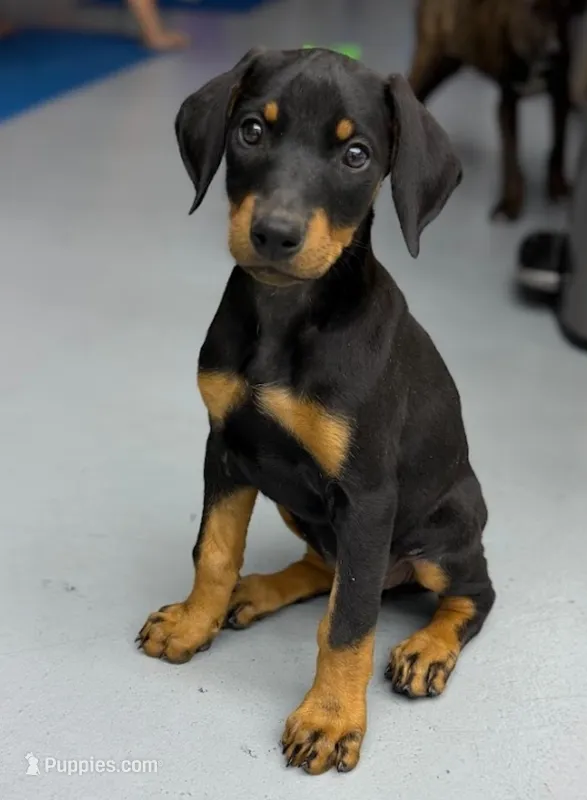 Diabla Blk F – Doberman Pinscher puppy for sale in Maricopa, AZ