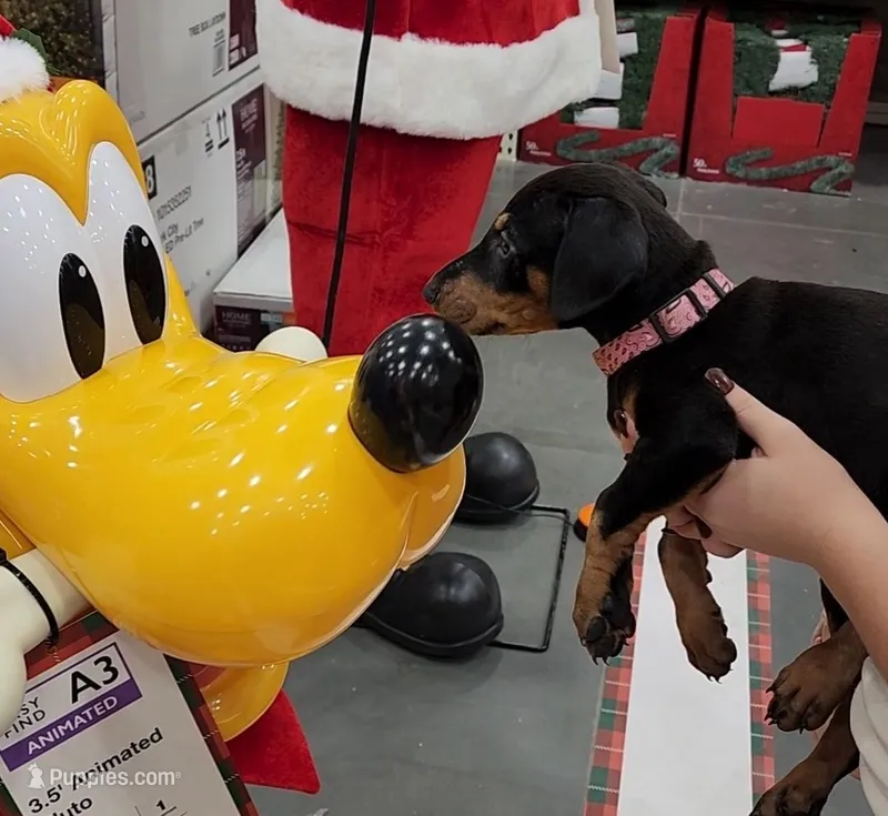 Black F – Doberman Pinscher puppy for sale in Maricopa, AZ