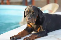 processed/62ef5f7d-774d-459e-8c5f-d063c1a1778f/listing/cab13eb7-635a-46ee-a975-d86f1bb7646b/bb1aaf93-d1e6-4582-ab47-f41d6a0f41b9