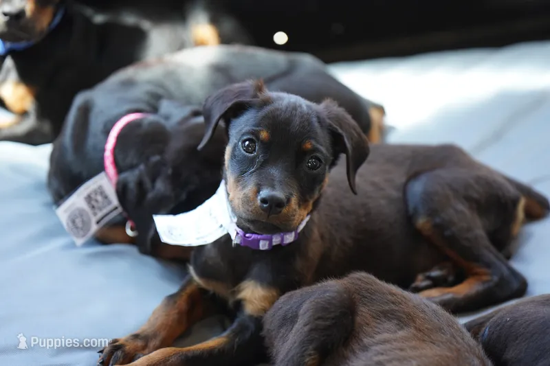 Purple Collar – Rottweiler puppy for sale in Maricopa, AZ