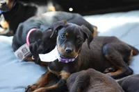 Purple Collar, a female Rottweiler for sale in Maricopa, AZ – 1 of 9