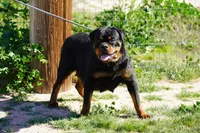 Rott M1, a male Rottweiler for sale in Maricopa, AZ – 9 of 9