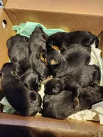 Rott M1, a male Rottweiler for sale in Maricopa, AZ – 5 of 9