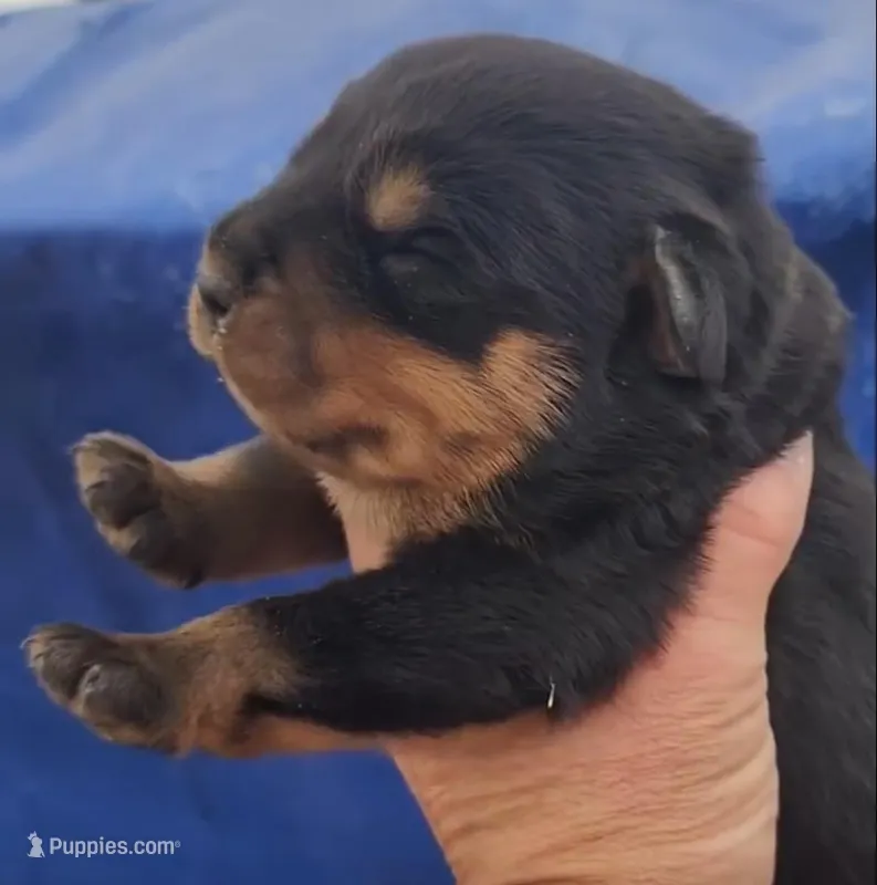 Rott M1 – Rottweiler puppy for sale in Maricopa, AZ