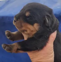 Rott M1, a male Rottweiler for sale in Maricopa, AZ – 1 of 9