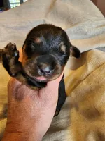 Rott M1, a male Rottweiler for sale in Maricopa, AZ – 2 of 9