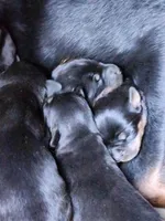 Rott M1, a male Rottweiler for sale in Maricopa, AZ – 6 of 9