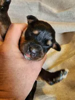 Rott M1, a male Rottweiler for sale in Maricopa, AZ – 4 of 9