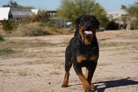 Rott M1, a male Rottweiler for sale in Maricopa, AZ – 8 of 9