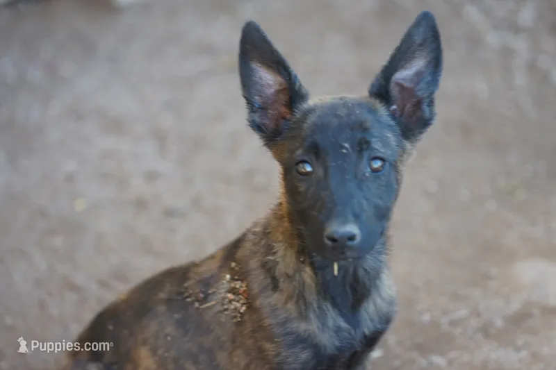 Dutch F Pink – Dutch Shepherd puppy for sale in Maricopa, AZ
