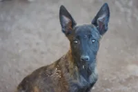 Dutch F Pink, a female Dutch Shepherd for sale in Maricopa, AZ – 1 of 10