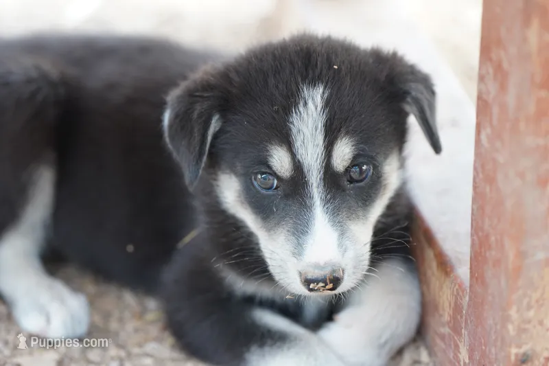 McNabsky F blkwht – Siberian Husky, McNab Shepherd puppy for sale in Maricopa, AZ
