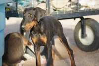 Dobie (Blk F1), a female Doberman Pinscher for sale in Maricopa, AZ – 1 of 8