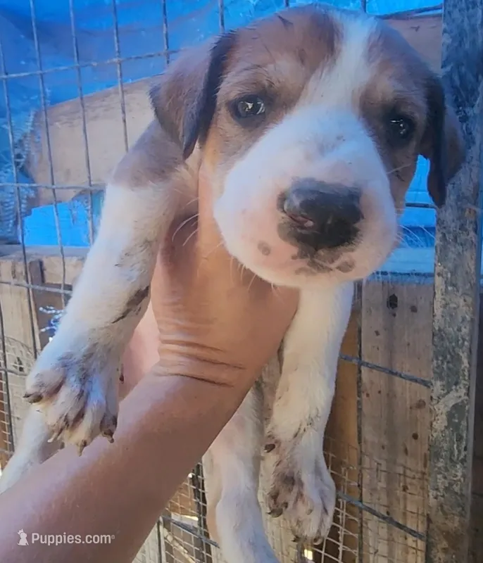 Doberdane Tan/Wht M – Doberman Pinscher, Great Dane puppy for sale in Maricopa, AZ
