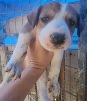 Doberdane Tan/Wht M, a male Doberman Pinscher and Great Dane for sale in Maricopa, AZ – 1 of 3