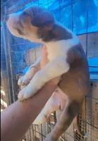 Doberdane Tan/Wht M, a male Doberman Pinscher and Great Dane for sale in Maricopa, AZ – 2 of 3