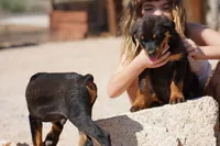 Meleys, a female Rottweiler for sale in Maricopa, AZ – 4 of 6