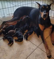 Akira Red F, a female Doberman Pinscher for sale in Maricopa, AZ – 4 of 5