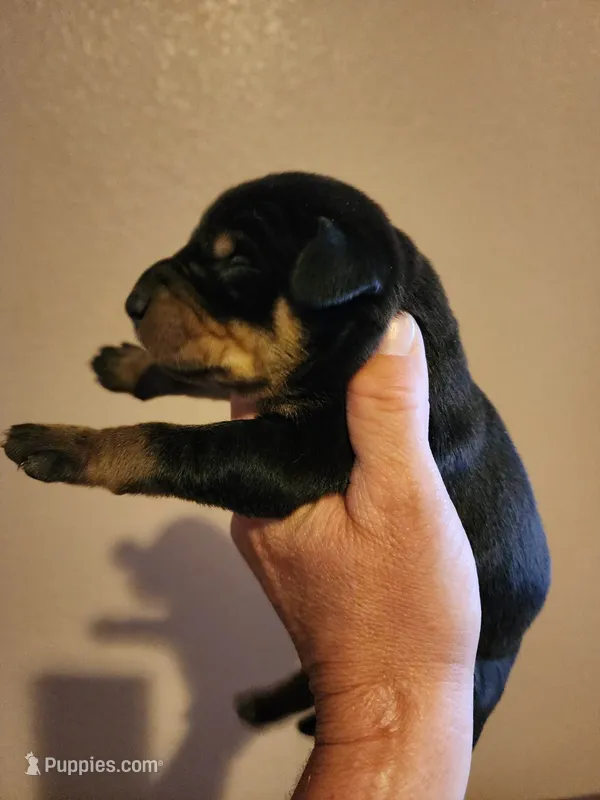 Akira Blk M – Doberman Pinscher puppy for sale in Maricopa, AZ