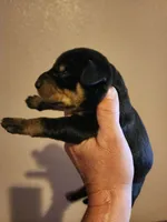 Akira Blk M, a male Doberman Pinscher for sale in Maricopa, AZ – 1 of 4